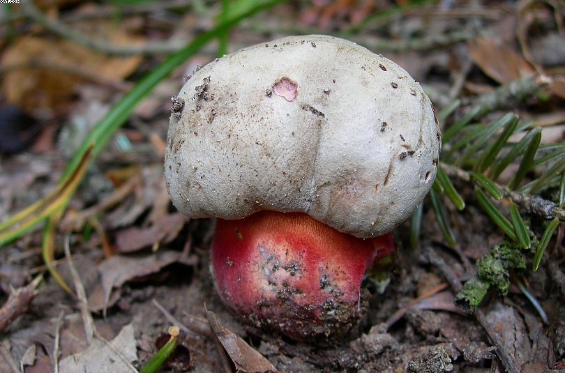 FUNGHI MISTERIOSI